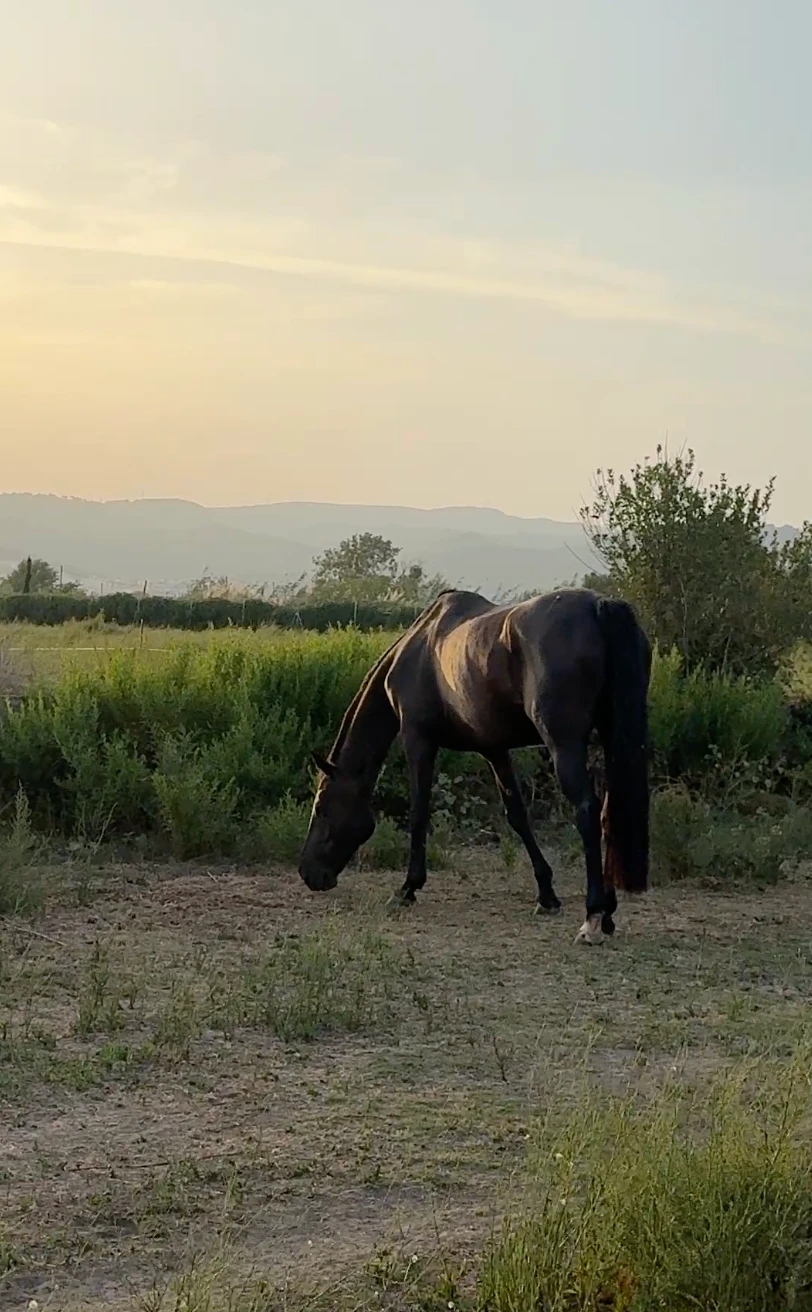 Caballo pastando en el campo al atardecer con las montañas al fondo