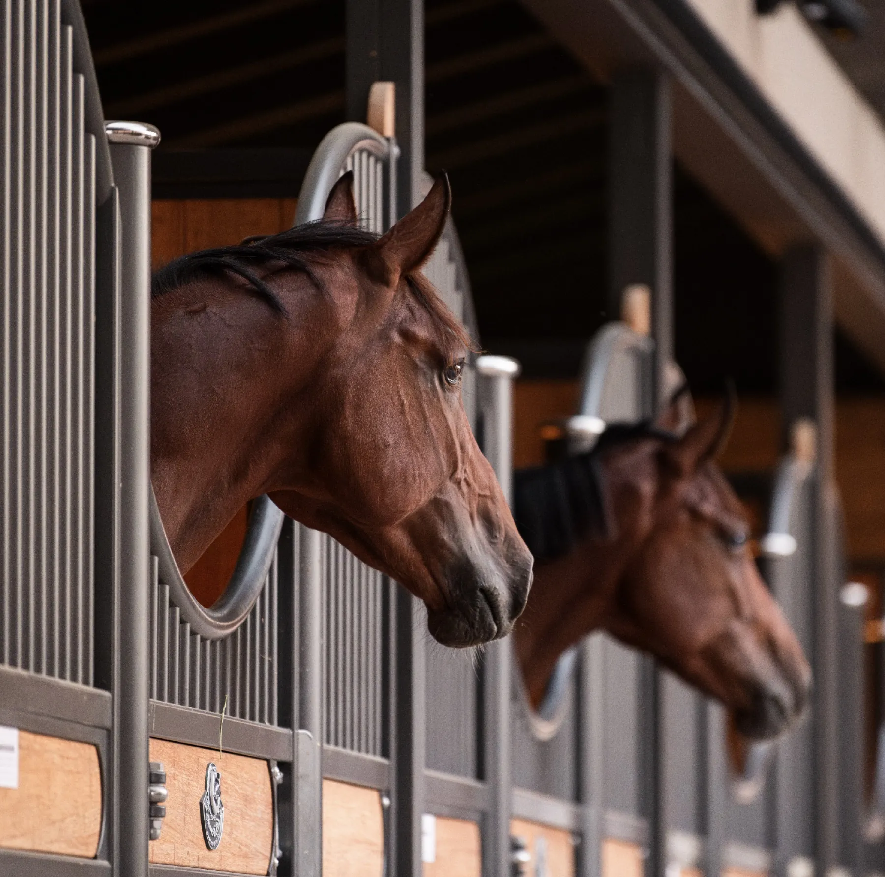 Caballos asomados a sus boxes en las naves de Fonze Stables